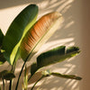 Spray - Collection « Jardin de Bahia »