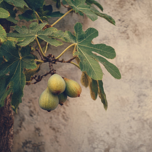 Spray - Sous le Figuier
